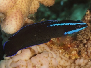 pseudochromis springeri